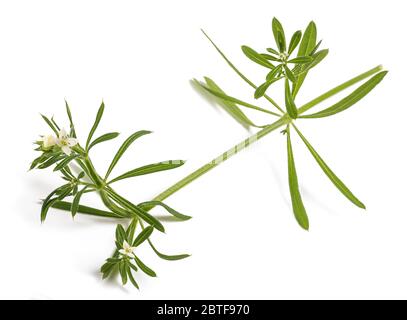 Spaltsteine (Galium aparine) isoliert auf weißem Hintergrund Stockfoto