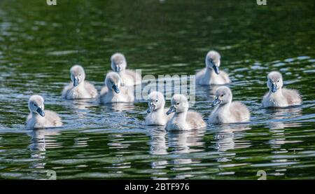 Swan und ihre Signet-Fotografien von Alan Peebles Stockfoto