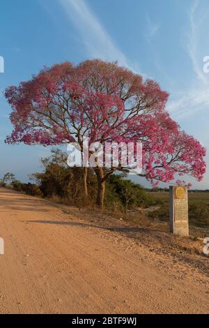 Pink Ipe Tree (Tabebuia ipe) während der Blütezeit entlang der Transpantaneira Road, Pantanal, Mato Grosso State, Brasilien Stockfoto