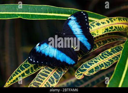Blauer Morpho - Morpho peleides - Schmetterling auf einem grünen Blatt sitzend Stockfoto