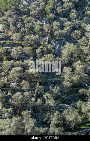 Rotes de Caimari, Gemeinde Selva, Brunnen von kulturellem Interesse, Mallorca, Balearen, Spanien. Stockfoto