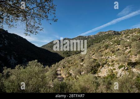 Es Tossals Vers Olives, Mallorca, Balearen, Spanien. Stockfoto