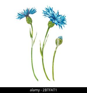 Blauer Kornblume Kraut oder Junggesellenbnopfblumenstrauß isoliert auf weißem Hintergrund. Satz von Zeichnung Kornblumen, florale Elemente, Aquarell botanischen Stockfoto