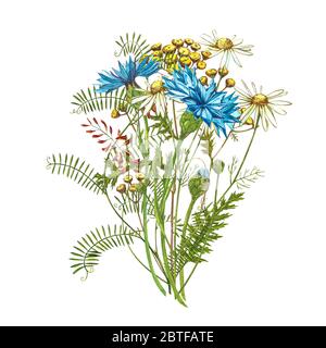 Blauer Kornblume Kraut oder Junggesellenbouquet mit Pansy Blumen isoliert auf weißem Hintergrund. Zeichnungssatz Kornblumen, florale Elemente, w Stockfoto