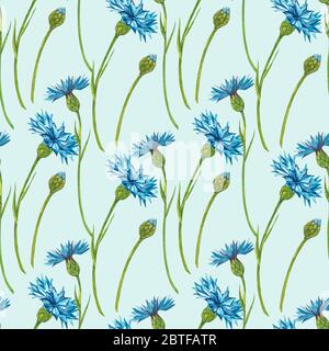 Blauer Kornblume Kraut oder Junggesellenbnopfblumenstrauß isoliert auf weißem Hintergrund. Satz von Zeichnung Kornblumen, florale Elemente, Aquarell botanischen Stockfoto