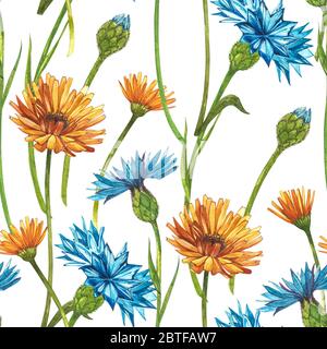 Blauer Kornblume Kraut- oder Junggesellenblütenstrauss mit Calendula-Blüten isoliert auf weißem Hintergrund. Satz von Zeichnung Kornblumen, florales Element Stockfoto