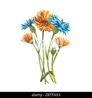 Blauer Kornblume Kraut- oder Junggesellenblütenstrauss mit Calendula-Blüten isoliert auf weißem Hintergrund. Satz von Zeichnung Kornblumen, florales Element Stockfoto