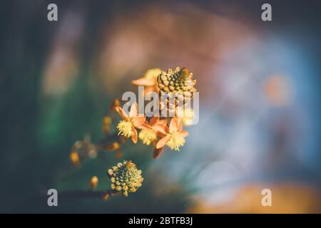 Abstrakte Nahaufnahme von Blüten und Knospen von Bulbine frutescens auch bekannt als Burn Jelly Pflanze Stockfoto