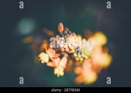 Abstrakte Nahaufnahme von Blüten und Knospen von Bulbine frutescens auch bekannt als Burn Jelly Pflanze Stockfoto
