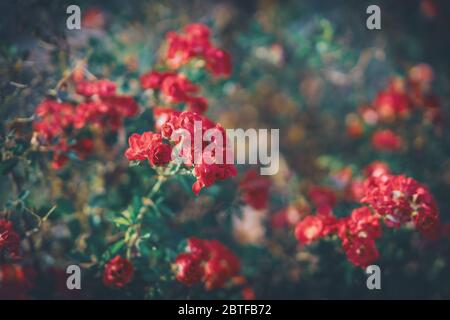 Büsche von kleinen Miniflora roten Rosen blühen in einem sonnigen Garten Stockfoto