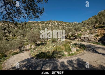 Es Tossals Vers Olives, Mallorca, Balearen, Spanien. Stockfoto