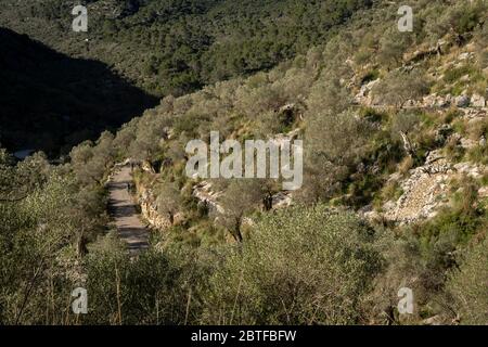 Es Tossals Vers Olives, Mallorca, Balearen, Spanien. Stockfoto