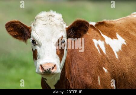 Porträt einer Milchkuh im ländlichen Irland Stockfoto