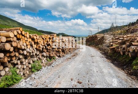 Backroad durch Baumstämme von Wald geschnitten. Stockfoto