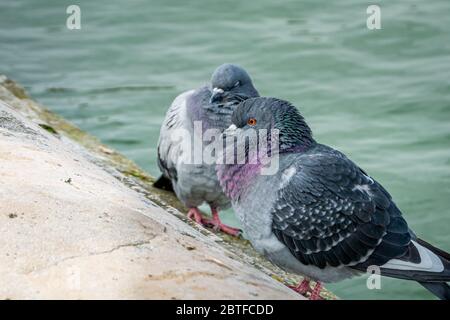 Zwei Tauben ruhen friedlich zusammen in der Nähe der seine in Paris. Stockfoto