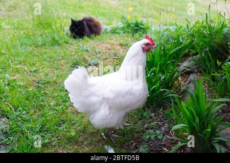 Weiße Leghorn Hühnchen Henne und schwarz Norwegische Waldkatze sitzen beobachten im Garten im Frühjahr Mai 2020 Wales UK KATHY DEWITT Stockfoto