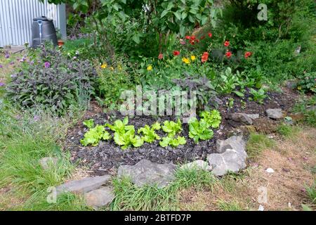 Salat wächst in kleinen Garten mit roten geum, russische Grünkohl, Salbei Pflanzen im Mai Frühjahr Carmarthenshire Wales UK KATHY DEWITT Stockfoto