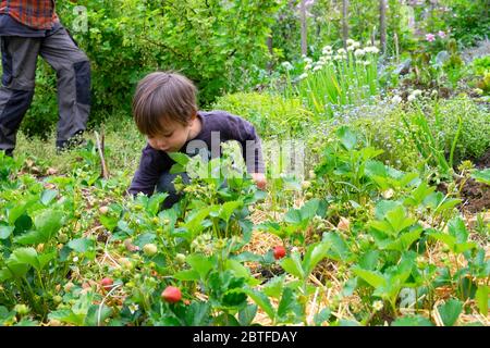 Kleiner Junge 3 Jahre Erdbeeren Beeren pflücken in einem Erdbeerfleck im Mai Frühjahr wachsen Reifung in einem Landgarten in Wales UK KATHY DEWITT Stockfoto