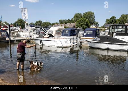 Leute auf der Themse Schlepppfad, Surrey, Großbritannien Montag 25. Mai 2020 EIN Mann gibt seinen Hunden ein Paddel in seichtes Wasser in der Themse in der Nähe von Walton während eines heißen Nachmittags, Surrey, Großbritannien Quelle: Jeff Gilbert/Alamy Live News Stockfoto
