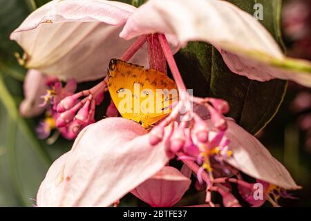 Gelber Schmetterling auf rosa Blume in der Natur Stockfoto