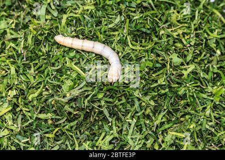 Ältere Seidenraupe frisst sich durch geschälte Maulbeerblätter auf einer Seidenfarm außerhalb von Kompong Thom, Kambodscha. Stockfoto