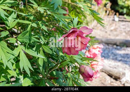 Rosa blühende Pfingstrosen Blüten Nahaufnahme Stockfoto