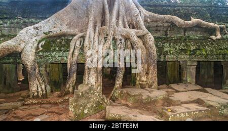 Krakenwurzel Baum bei Ta Prohm auf dem Angkor Komplex in Kambodscha. TA Prohm wird auch der Dschungeltempel genannt Stockfoto