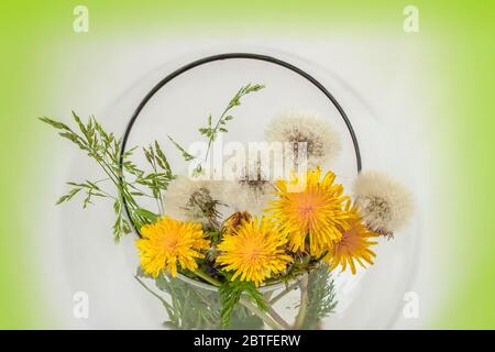 Leuchtend gelbe und weiße Löwenzahn in einer runden Glasvase, natürlicher Hintergrund, Konzept von Frühling, Sommer, Feiertage und Geschenke Stockfoto
