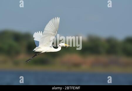 Die zwischenliegende Egret, median Egret, kleinere Seidenreiher, oder yellow-billed Egret ist eine mittelgroße Reiher. Stockfoto