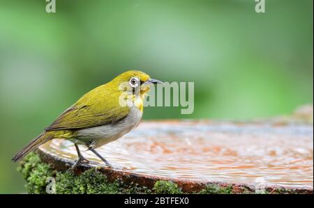 Hyperaktiver kleiner gelber Vogel mit einem abweißen Bauch und einer weißen Brille. In einer Vielzahl von Lebensräumen gefunden. Stockfoto