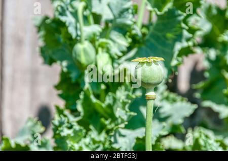 Opiummohn, Papaver somniferum. Stockfoto