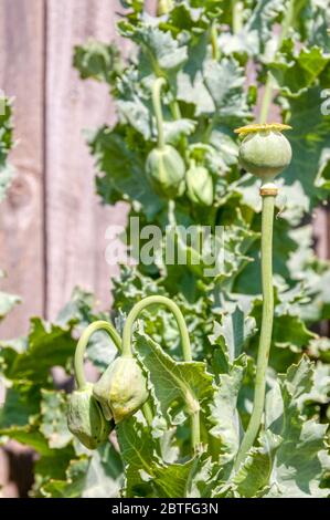 Opiummohn, Papaver somniferum. Stockfoto