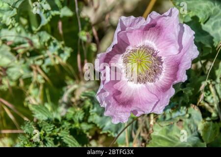 Opiummohn, Papaver somniferum. Stockfoto