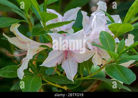 Rhododendron Soir de Paris, Nahaufnahme mit rosa Blüten und Blättern im Frühjahr Stockfoto