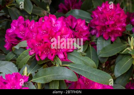 Rhododendron Edward S. Rand, Nahaufnahme mit roten Blüten im Frühjahr Stockfoto