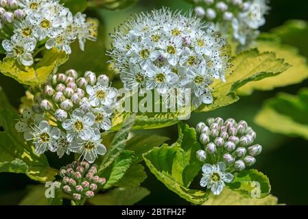 Physocarpus opulifolius Luteus / Physocarpus ribesifolius Aureus / ninebark Luteus / Goldene Ninebark, Nahaufnahme weißer Blüten im Frühjahr Stockfoto