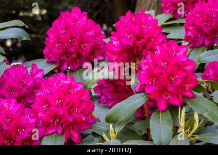 Rhododendron Edward S. Rand, Nahaufnahme mit roten Blüten im Frühjahr Stockfoto