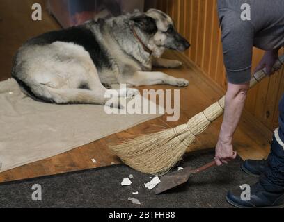 Frau putzt Müll auf dem Boden nach einem Hund, Innenschor Stockfoto