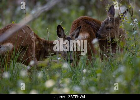 Rehe grasen auf einer ruhigen Sommerwiese mit verschwommenen Wildblumen im Vorder- und Hintergrund Stockfoto