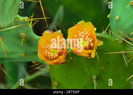 Blick auf eine stachelige Kaktusblüte im Dschungel von Rajasthan Stockfoto