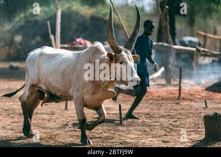 MUNDARI STAMM, SÜDSUDAN - 11. MÄRZ 2020: Weiße Ankole Watusi Kuh läuft nahe ethnischen Person im Dorf Mundari Stamm im Südsudan, Afrika Stockfoto