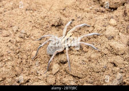 Spider in Rajasthan gefunden Stockfoto