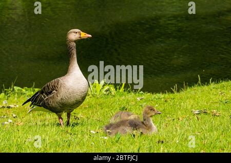 Nahaufnahme von Graugans und Gänsen (Anser anser) am Flussufer, Archerfield Estate, East Lothian, Schottland, Großbritannien Stockfoto