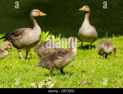 Nahaufnahme von Graugänsen und Gänsen (Anser anser) am Flussufer, Archerfield Estate, East Lothian, Schottland, Großbritannien Stockfoto