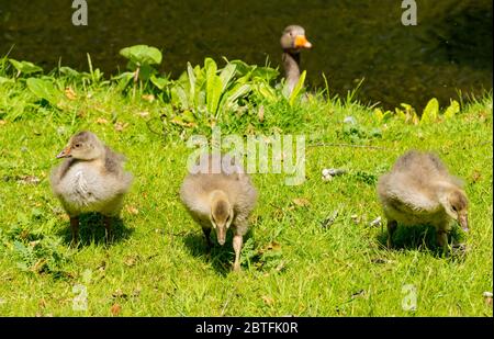 Nahaufnahme von Graugans und Gänsen (Anser anser) am Flussufer, Archerfield Estate, East Lothian, Schottland, Großbritannien Stockfoto