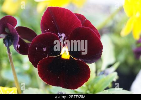 Veilchen mit burgunderroten, gelben, weißen und lila Blütenblättern in grünem Laub auf einem Frühlingsblumenbett Stockfoto