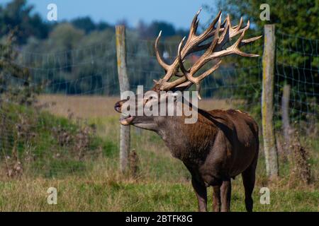 Ein Rotwild steht auf einer Wiese Stockfoto
