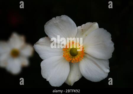 Weiße Blume mit breiten Blütenblättern und einer gelb-grünen Mitte auf einem Stängel mit grünen Blättern Stockfoto