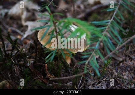 Pilz Boletus Xerocomus mit einem braunen Hut und einem gelben Bein wächst im Wald in gefallenen Blättern Stockfoto