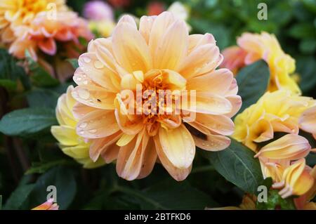 Dahlia Blume mit rosa, gelben, roten und burgunderroten Blütenblättern und einem gelben Zentrum auf einem Busch mit grünen Blättern Stockfoto
